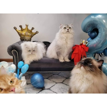 Duża kanapa sofa glamour dla psa kota 150 kolorów